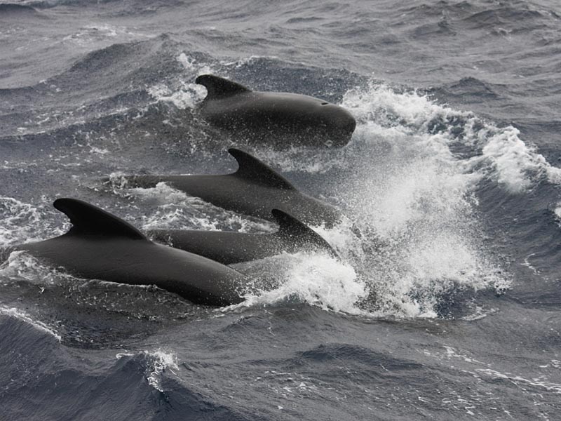 Черный дельфин в территориальных водах Испании
