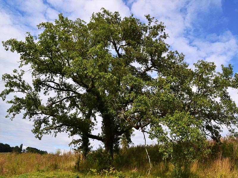 Пиренейский дуб (Quercus pyrenaica) в Испании